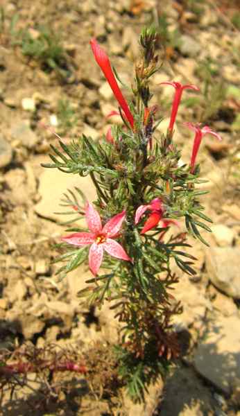 Scarlet Gilia
